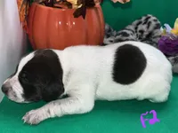 German Shorthaired Pointer Puppy FEMALE, a female German Shorthaired Pointer for sale in Pinconning, MI – 4 of 10