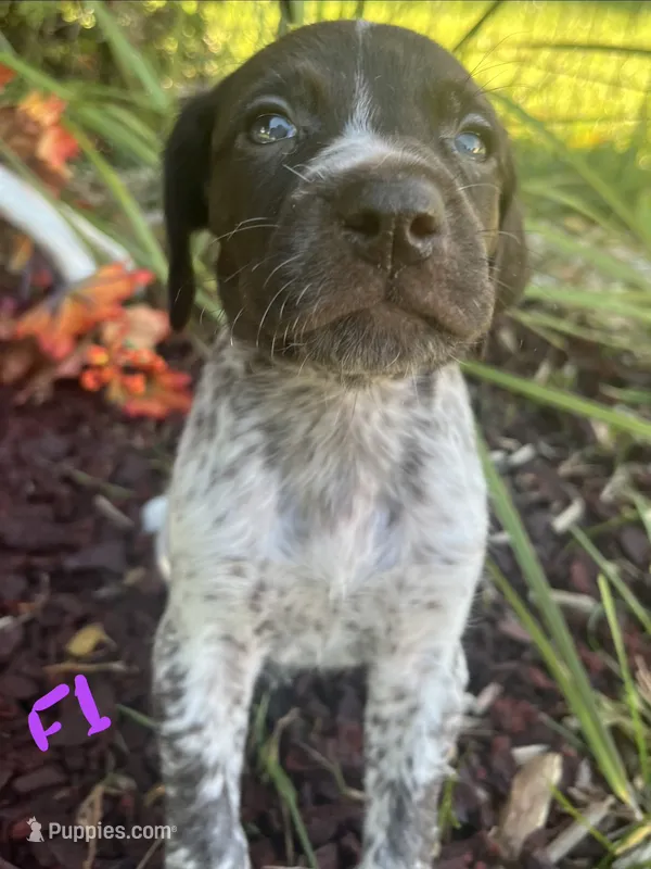 German Shorthaired Pointer Puppy FEMALE – German Shorthaired Pointer puppy for sale in Pinconning, MI