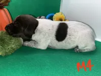 German Shorthaired Pointer Puppy MALE, a male German Shorthaired Pointer for sale in Pinconning, MI – 5 of 10