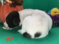 German Shorthaired Pointer Puppy MALE, a male German Shorthaired Pointer for sale in Pinconning, MI – 7 of 10