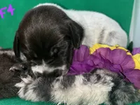 German Shorthaired Pointer Puppy FEMALE, a female German Shorthaired Pointer for sale in Pinconning, MI – 6 of 10