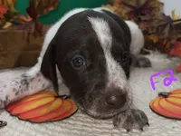 German Shorthaired Pointer Puppy FEMALE, a female German Shorthaired Pointer for sale in Pinconning, MI – 5 of 10