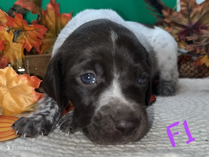 German Shorthaired Pointer Puppy FEMALE – German Shorthaired Pointer puppy for sale in Pinconning, MI