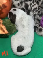 German Shorthaired Pointer Puppy MALE, a male German Shorthaired Pointer for sale in Pinconning, MI – 4 of 10