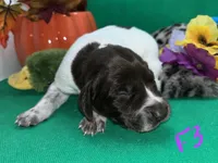German Shorthaired Pointer Puppy FEMALE, a female German Shorthaired Pointer for sale in Pinconning, MI – 2 of 10
