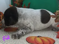 German Shorthaired Pointer Puppy FEMALE, a female German Shorthaired Pointer for sale in Pinconning, MI – 8 of 10