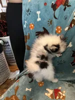 Spotty, a male Pomeranian for sale in Fenelton, PA – Photo 2 of 6