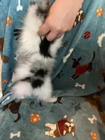 Spotty, a male Pomeranian for sale in Fenelton, PA – Photo 5 of 6