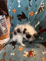 Spotty, a male Pomeranian for sale in Fenelton, PA – Photo 6 of 6