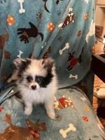 Spotty, a male Pomeranian for sale in Fenelton, PA – Photo 4 of 6