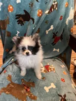 Spotty, a male Pomeranian for sale in Fenelton, PA – Photo 1 of 6