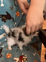 Spotty, a male Pomeranian for sale in Fenelton, PA – Photo 3 of 6