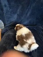 Cricket, a male Pomeranian for sale in Fenelton, PA – 6 of 6