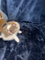 Cricket, a male Pomeranian for sale in Fenelton, PA – 4 of 5