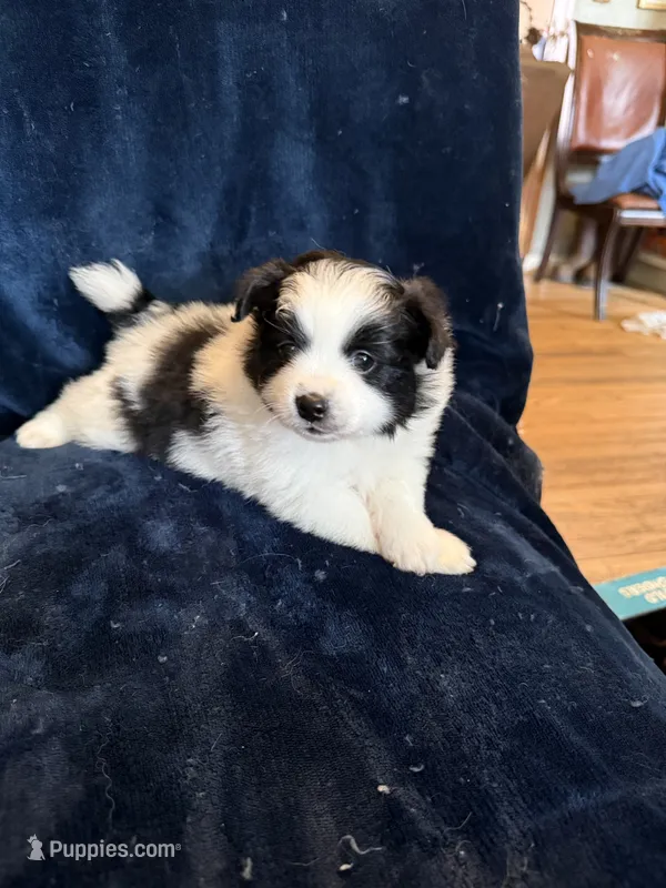 Polly – Pomeranian puppy for sale in Fenelton, PA