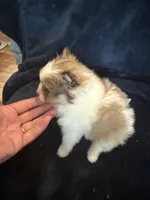 Cricket, a male Pomeranian for sale in Fenelton, PA – 1 of 5