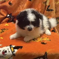 Brutt, a male Pomeranian for sale in Fenelton, PA – Photo 4 of 6