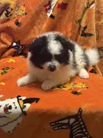 Brutt, a male Pomeranian for sale in Fenelton, PA – Photo 4 of 6