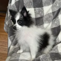 Brutt, a male Pomeranian for sale in Fenelton, PA – Photo 2 of 6