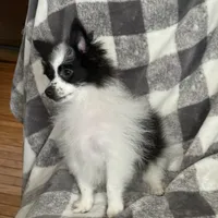 Brutt, a male Pomeranian for sale in Fenelton, PA – Photo 1 of 6