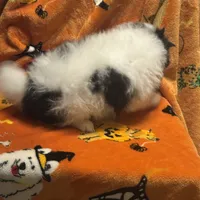 Brutt, a male Pomeranian for sale in Fenelton, PA – Photo 3 of 6