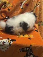 Brutt, a male Pomeranian for sale in Fenelton, PA – Photo 3 of 6