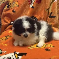 Brutt, a male Pomeranian for sale in Fenelton, PA – Photo 6 of 6