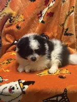 Brutt, a male Pomeranian for sale in Fenelton, PA – Photo 6 of 6