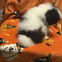 Brutt, a male Pomeranian for sale in Fenelton, PA – Photo 5 of 6