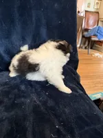 Polly, a female Pomeranian for sale in Fenelton, PA – 2 of 4