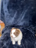Cricket, a male Pomeranian for sale in Fenelton, PA – 2 of 6