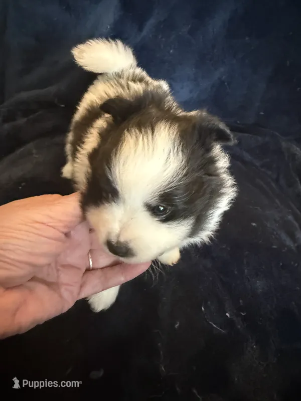 Holly – Pomeranian puppy for sale in Fenelton, PA