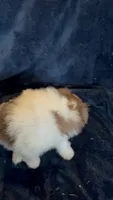 Cricket, a male Pomeranian for sale in Fenelton, PA – 3 of 6