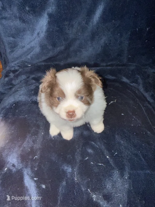 Cricket – Pomeranian puppy for sale in Fenelton, PA