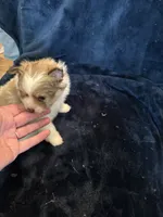 Cricket, a male Pomeranian for sale in Fenelton, PA – 5 of 5