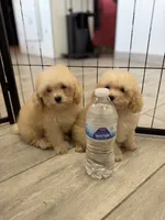 Sweets , a male Poodle - Toy  for sale in Goodyear, AZ – 3 of 4
