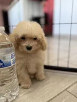 Sweetie Pie, a female Poodle - Toy  for sale in Goodyear, AZ – 4 of 4
