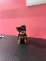 Sweetie Pie, a female Yorkshire Terrier for sale in Goodyear, AZ – 2 of 2