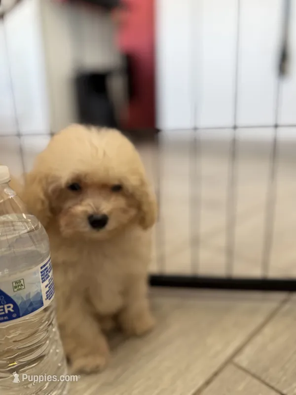 Sweetie Pie – Poodle - Toy  puppy for sale in Goodyear, AZ