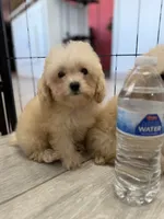 Sweets , a male Poodle - Toy  for sale in Goodyear, AZ – 2 of 4