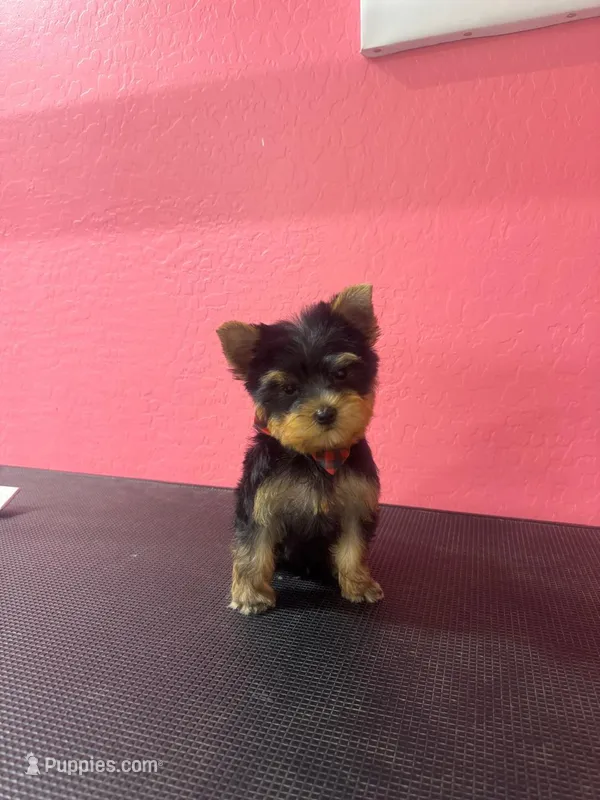 Sweetie Pie – Yorkshire Terrier puppy for sale in Goodyear, AZ