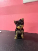 Sweetie Pie, a female Yorkshire Terrier for sale in Goodyear, AZ – 1 of 2