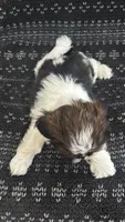 Leo, a male Shih Tzu for sale in Wabash, IN – 2 of 2