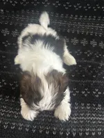 Louie, a male Shih Tzu for sale in Wabash, IN – 2 of 2