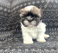 Lucky, a male Shih Tzu for sale in Wabash, IN – 1 of 2