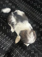 Lenny, a male Shih Tzu for sale in Wabash, IN – 2 of 2