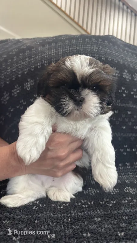 Leo – Shih Tzu puppy for sale in Wabash, IN