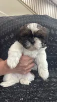Leo, a male Shih Tzu for sale in Wabash, IN – 1 of 2