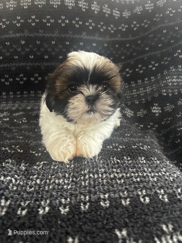 Lenny – Shih Tzu puppy for sale in Wabash, IN