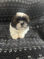 Lenny, a male Shih Tzu for sale in Wabash, IN – 1 of 2